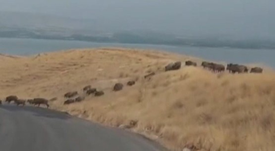 Elazığ'da domuz sürüsü görüntülendi