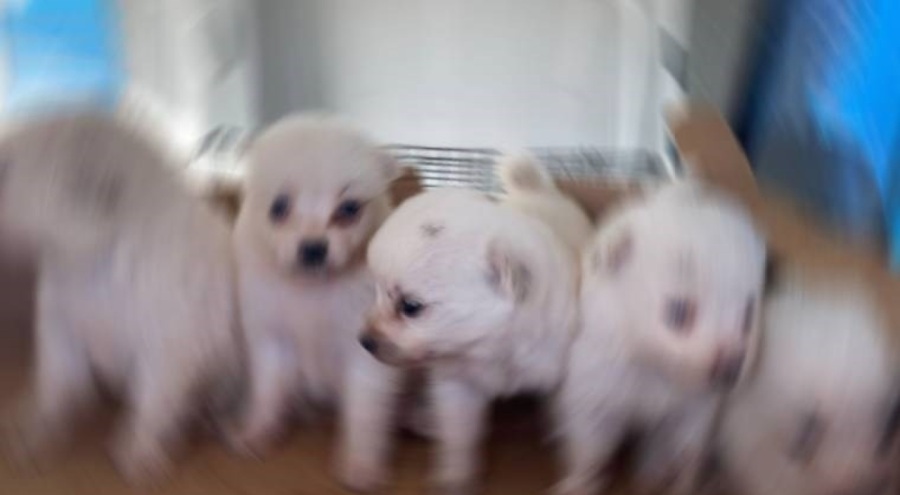 Tekirdağ'da 'kaçak hayvan' operasyonu: 3 gözaltı