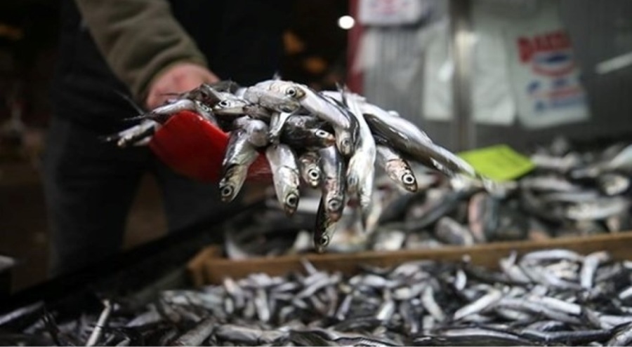 Hamsi ihracatı 2023'te yüzde 23 yükseldi