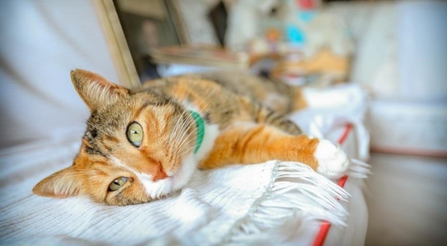 Hayvana eziyet davasında kediye 100 euro tazminat ödenecek