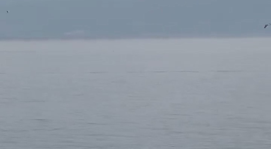 Bursa Mudanya'da yunus balıklarının deniz gösterisi