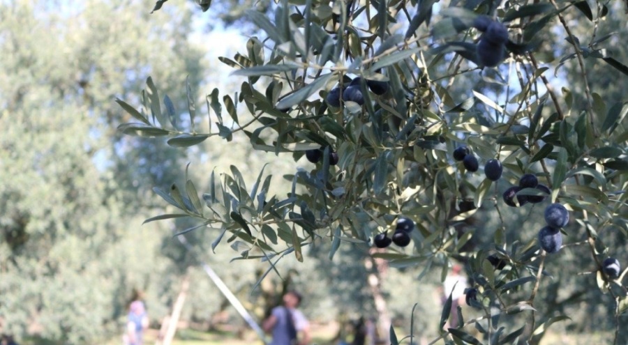 Marmarabirlik'te zeytin alım kampanyası sona erdi