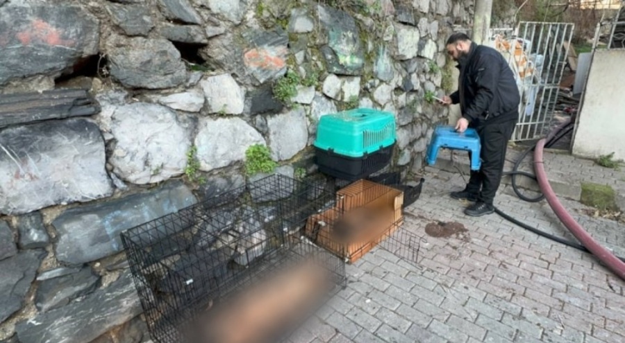 Gecekondu alev alev yandı, 8 köpek can verdi