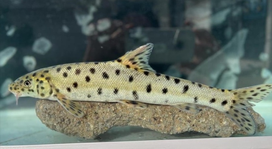 Bakan Yumaklı: Leopar sazanının yıllar sonra tekrar sularımızda tespit edilmesi memnuniyet verici