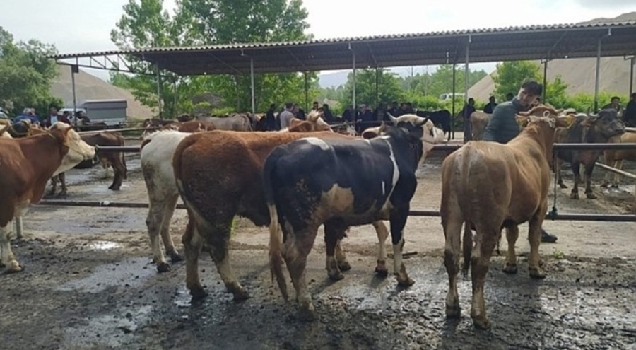 Şap alarmı! Hayvan pazarı kapatıldı