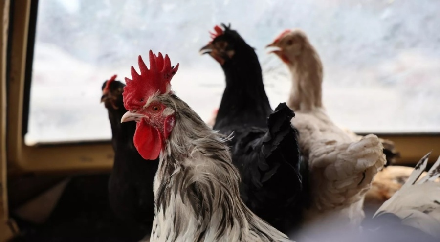 Tavukçulukta yeni boyut: Araçla gezen tavuk