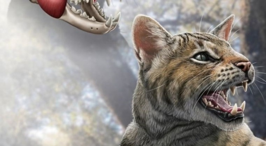 15,5 milyar yıl önce yaşayan kedi türü Avrupa'da bulundu
