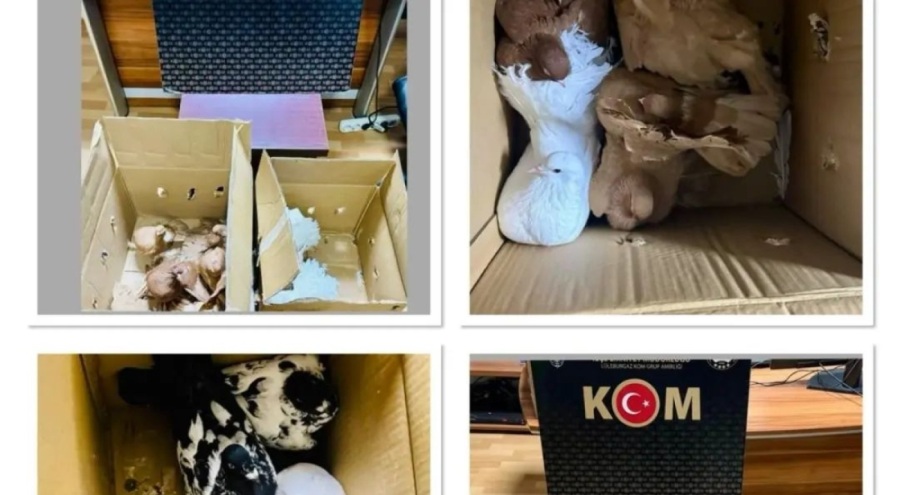 Kırklareli'de yurda kaçak yollarla getirilen güvercinler ele geçirildi