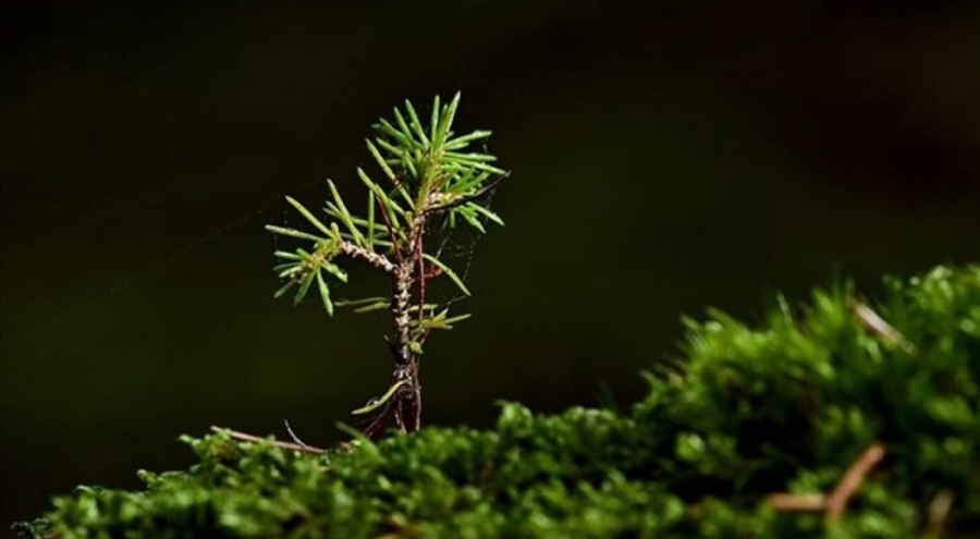 Fidan üretimine 1,3 milyar TL kaynak sağlandı