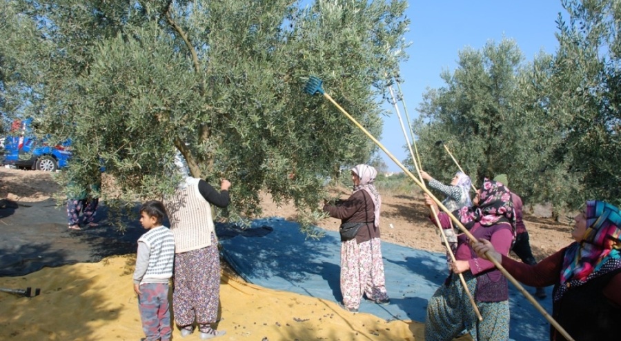 Mudanya'dan bu yıl 4 bin 500 ton zeytin çıktı