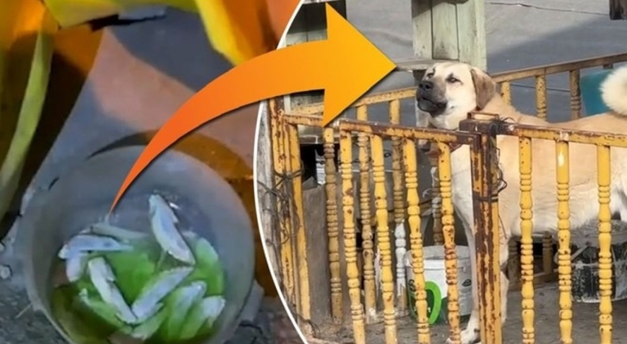 Karabük'teki hayvan zehirlenmelerine inceleme başlatıldı