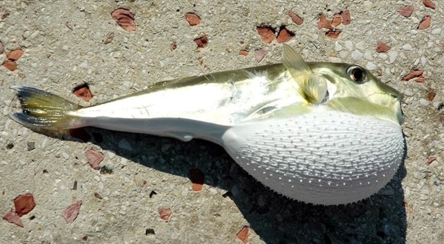 Balon balığı, rotasını Marmara Denizi'ne çevirdi! "Yarım saat sonra ölüme sebep olabilir"