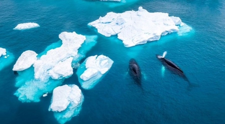 Antik virüsler ortaya çıkıyor: Yeni bir ölümcül salgını tetikleyebilir