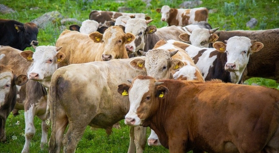 TARSİM 19,7 milyon büyük ve küçükbaş hayvanı sigortaladı