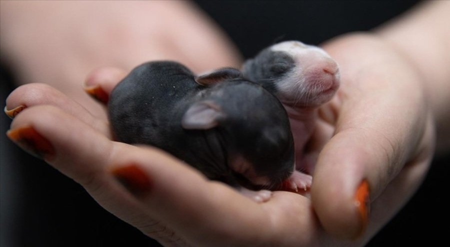 Ankara'da 50'ye yakın tavşanı yol ortasına terk ettiler