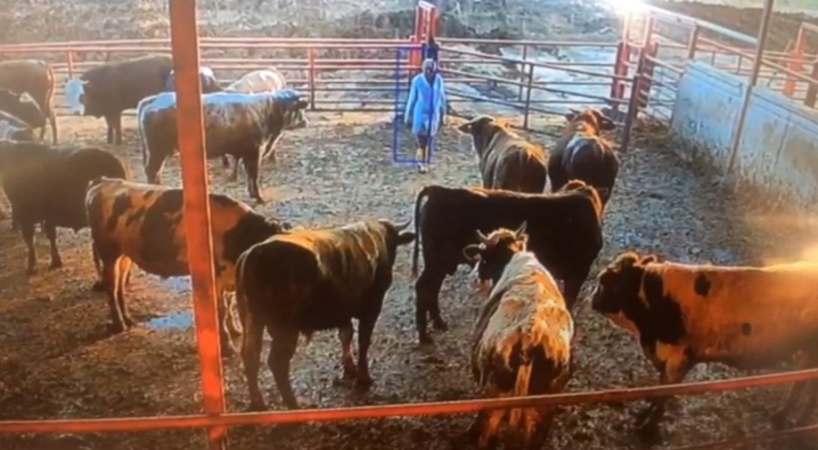 Boğa, besiciye saldırdı! O anlar kamerada