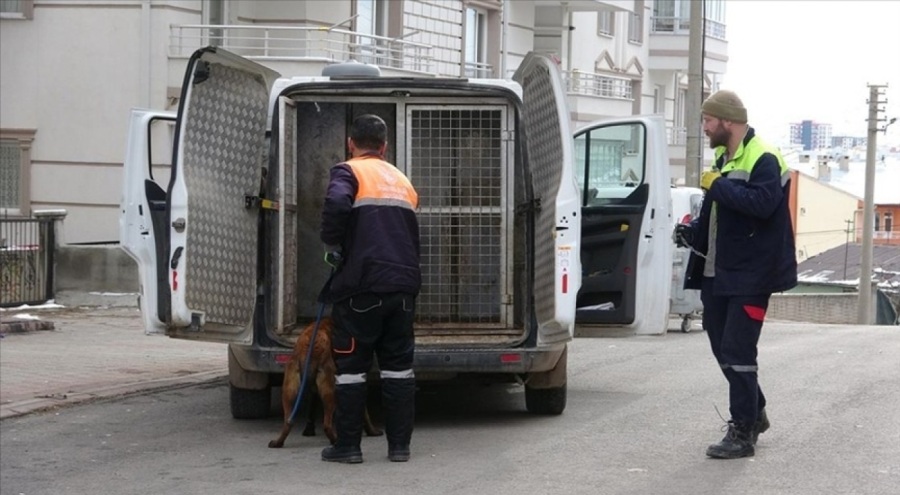 Sivas'ta tasmalı köpek saldırı! 2'si çocuk 4 kişi yaralandı