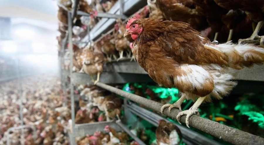 Rekabet Kurulundan "beyaz et" sektörüne soruşturma!