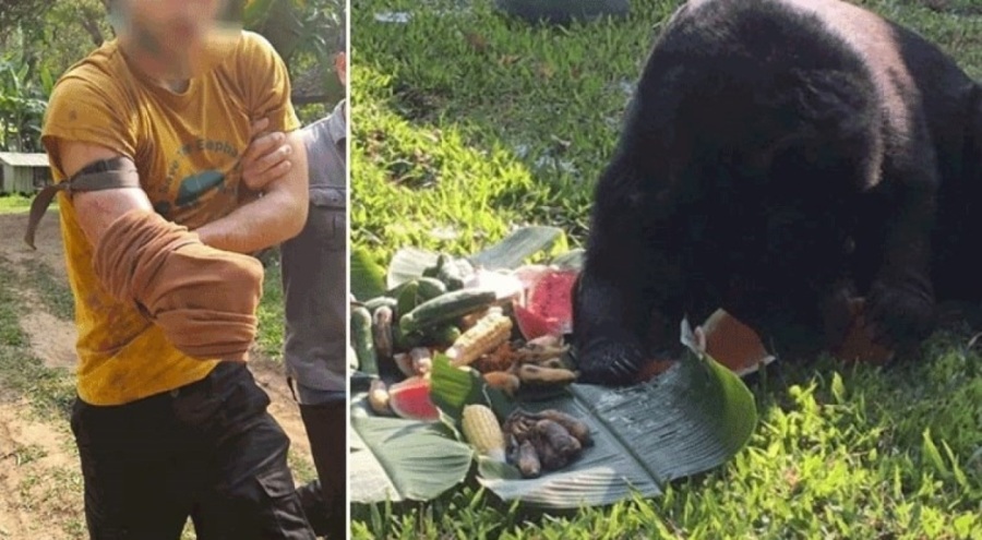 Ayı saldırısından kurtulmak için kendi kolunu kesmek zorunda kaldı!