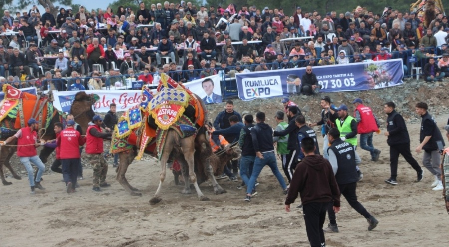 132 deve Antalya'da güreşti