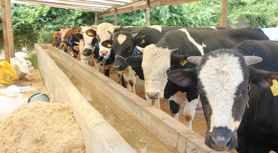 Hayvanlarına şap aşısı yaptırmayanlara rekor ceza!