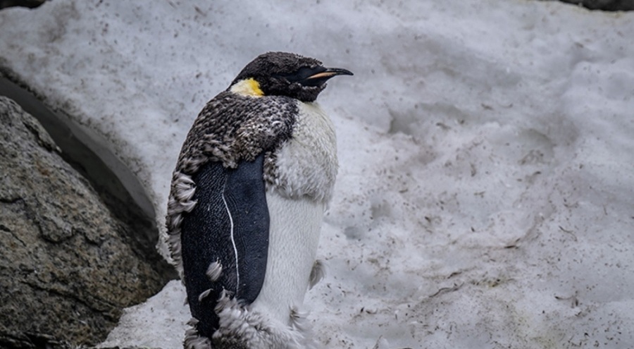 Falkland Adaları'nda yaşayan penguenlerde ilk kez kuş gribi görüldü