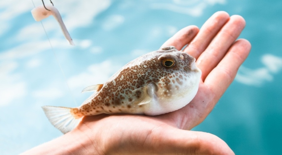 Balon balığını pişirip yiyen adam 35 gün sonra hayatını kaybetti