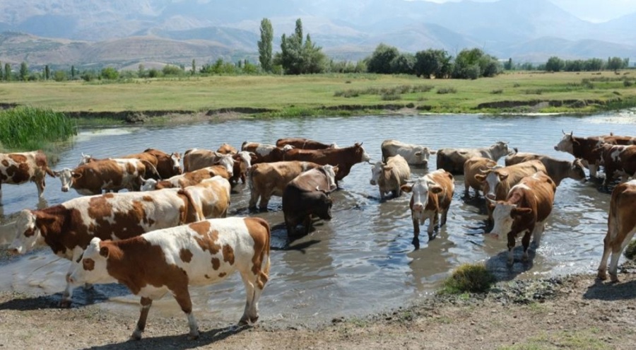 Buzağı desteklemeleri askıda!