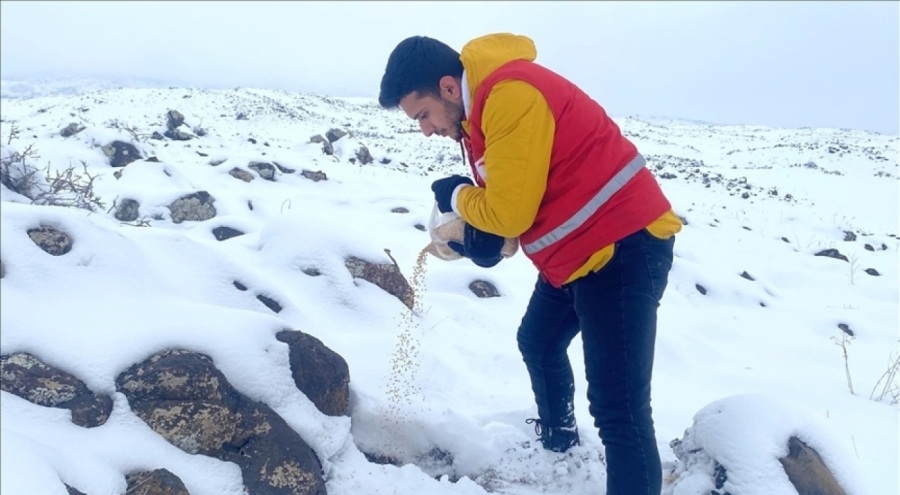 Ağrı Dağı'nda yaban hayvanları için buğday bırakıldı