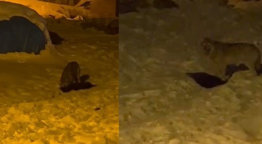 Aç kalan kurtlar şehir merkezine indi