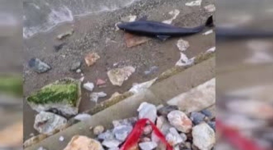Mudanya'da ölü yavru yunus balığı karaya vurdu