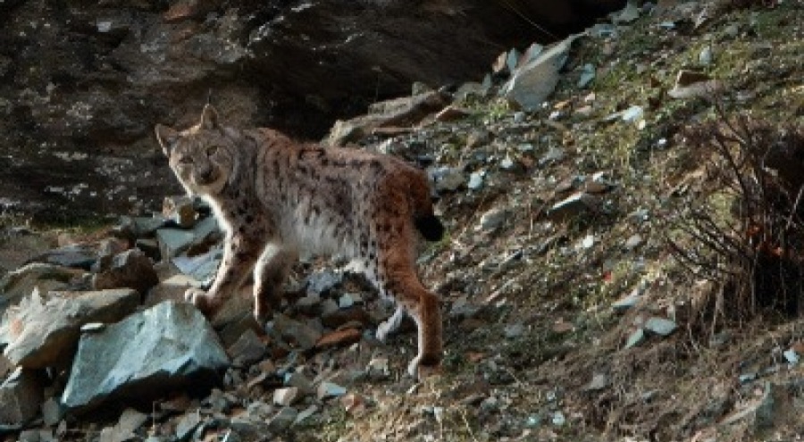 'Ormanın hayaleti' Tunceli'de görüntülendi