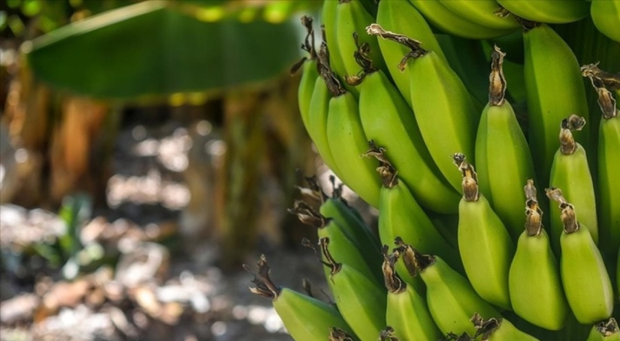 Ekvador-Rusya arasındaki diplomatik gerilim muz ticaretini tehdit ediyor