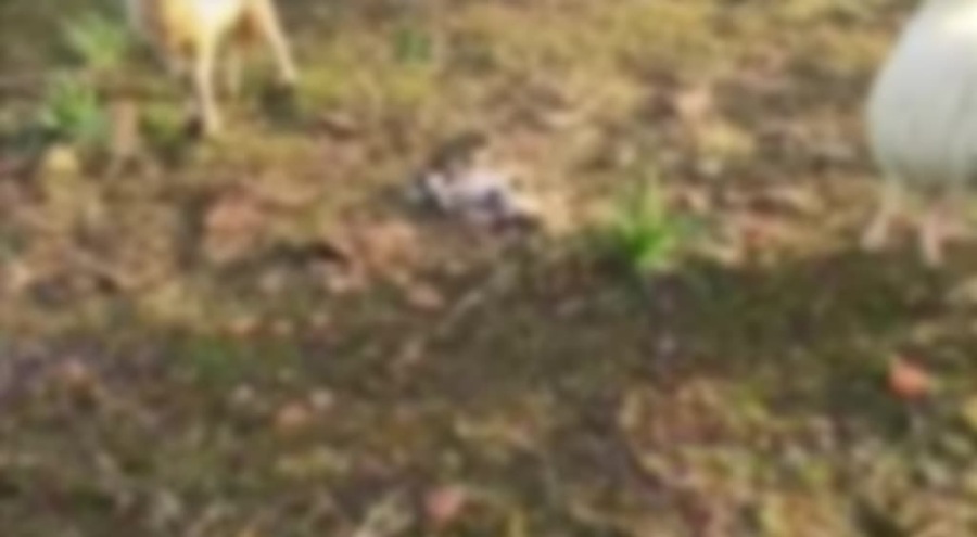 Çanakkale'de sahipsiz köpeklerin saldırdığı 11 küçükbaş havyan öldü