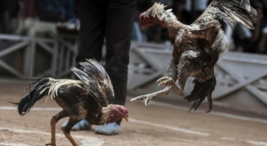 Horoz dövüşünde bahis oynayanlara ceza