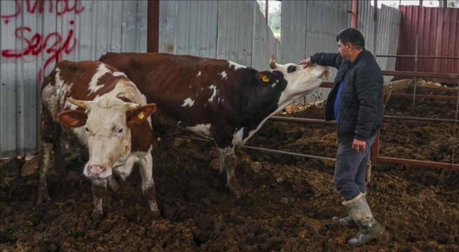 Hataylı besiciler, kamunun hayvancılıkla ilgili tesisler kurmasını istiyor