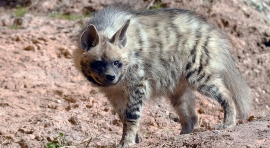 Kenya'da sırtlan saldırısı! Ölü ve yaralılar var