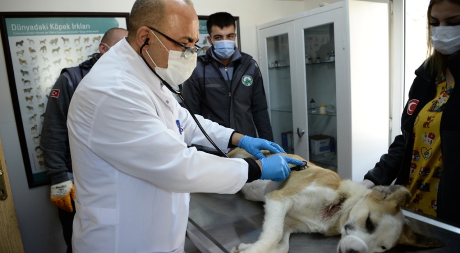Bursa'da boynunu jiletli telin kestiği köpek sağlığına kavuştu