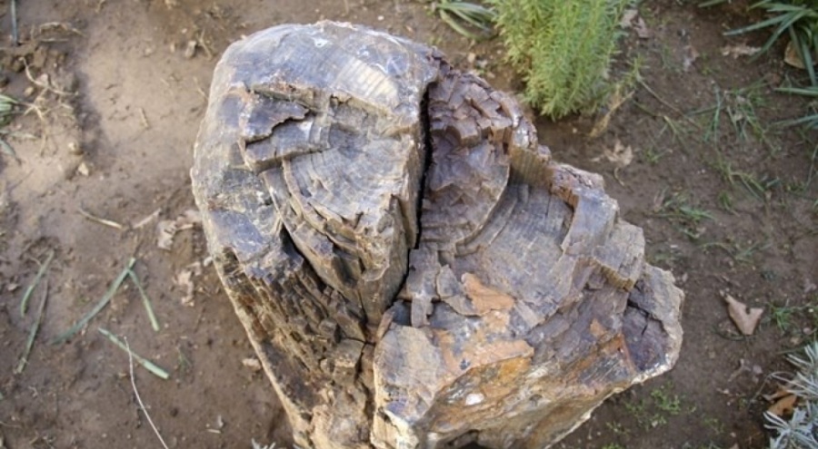 Uşak'ta 16 milyon yaşında ağaç fosilleri bulundu