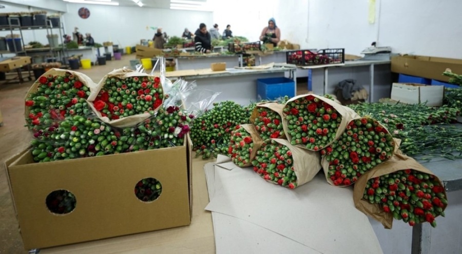 Çiçekçiler, Hatay'a 100 bin karanfil gönderdi