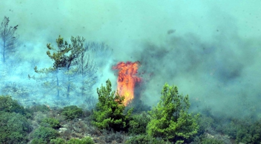 Milas'ta orman yangını çıktı