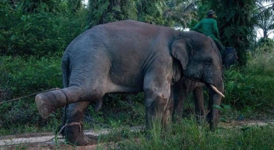 Tayland'da dilendirilen fil, sahibini ezerek öldürdü