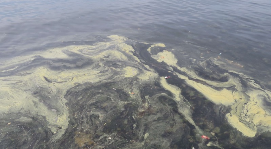 Boğaz'daki balık avı, Marmara Denizi'nin iyileşmesinin önüne geçiyor