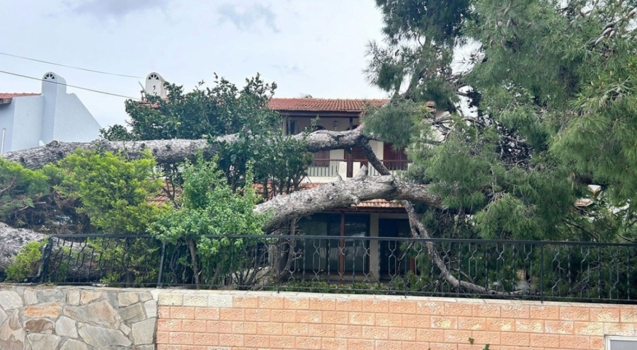 İzmir'de şiddetli rüzgar nedeniyle dev ağaç devrildi