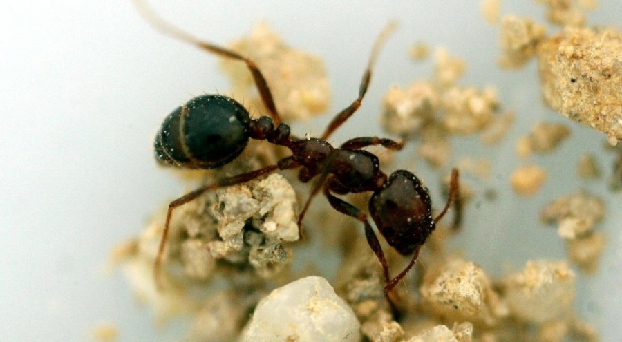 Avustralya'dan kırmızı ateş karıncalarıyla mücadele için 1 milyar dolar bütçe