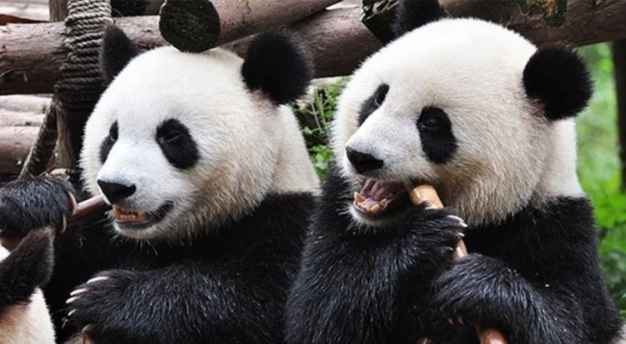 Pandaların kafesine nesne atan şahsa ömür boyu ceza!