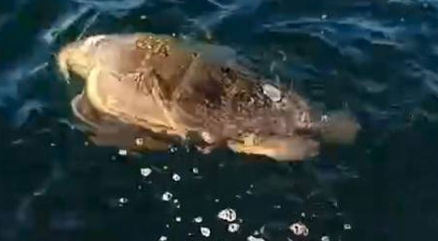 Marmara Denizi'nde ilk kez görüldü!