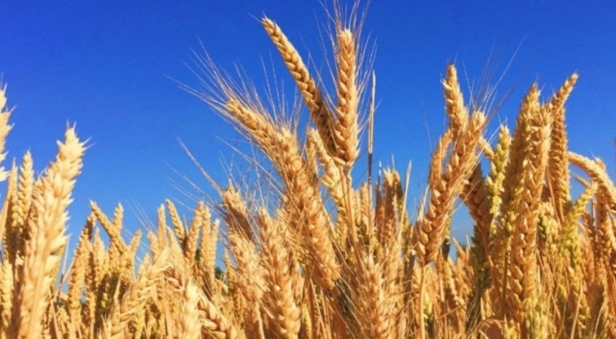Türkiye, Rusya'dan buğday ithalatında rekor kırdı
