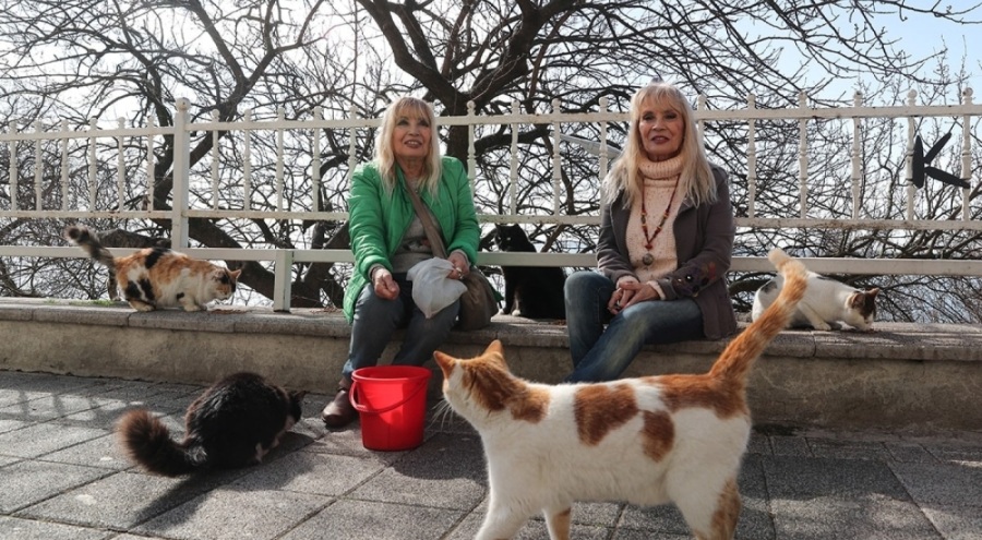 Meral ve Zühal kardeşler Moda'da 150 kediye bakıyor