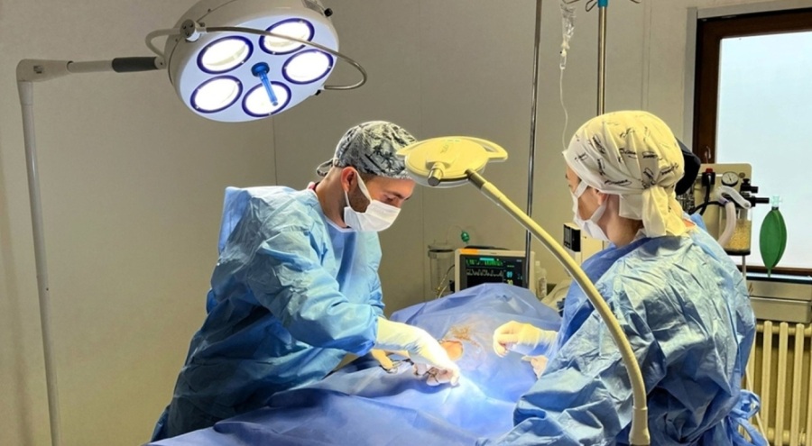 Kastamonu Hayvan Hastanesi'nde başarılı operasyon